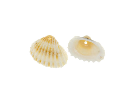 Natural Clam Shell Charm,Sea Shells For Wind Chime And Jewelry Making,Natural Sea Shell Clam Charm,Wholesale 5pcs or 10 pcs,20pcs,CPG735