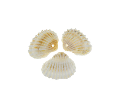 Natural Clam Shell Charm,Sea Shells For Wind Chime And Jewelry Making,Natural Sea Shell Clam Charm,Wholesale 5pcs or 10 pcs,20pcs,CPG735