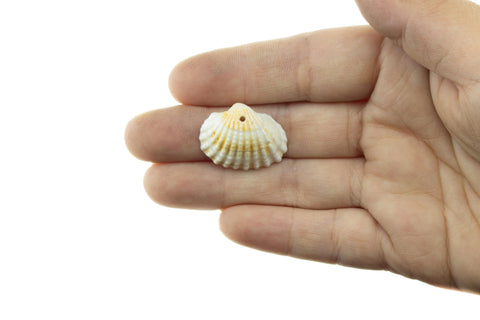 Natural Clam Shell Charm,Sea Shells For Wind Chime And Jewelry Making,Natural Sea Shell Clam Charm,Wholesale 5pcs or 10 pcs,20pcs,CPG735