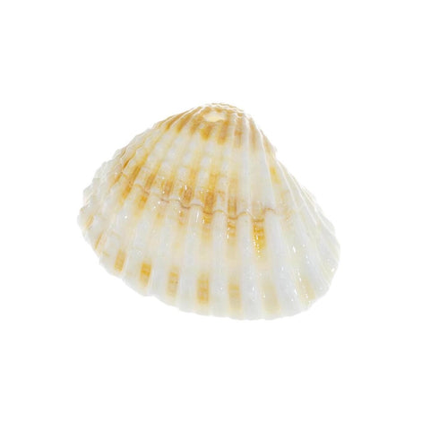 Natural Clam Shell Charm,Sea Shells For Wind Chime And Jewelry Making,Natural Sea Shell Clam Charm,Wholesale 5pcs or 10 pcs,20pcs,CPG735