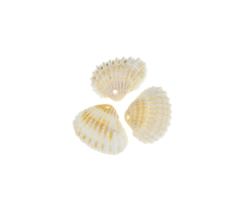 Natural Clam Shell Charm,Sea Shells For Wind Chime And Jewelry Making,Natural Sea Shell Clam Charm,Wholesale 5pcs or 10 pcs,20pcs,CPG735