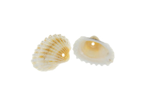 Natural Clam Shell Charm,Sea Shells For Wind Chime And Jewelry Making,Natural Sea Shell Clam Charm,Wholesale 5pcs or 10 pcs,20pcs,CPG735